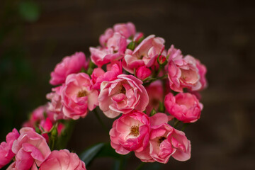 Rose rose, variety Angela on a dark background in the garden