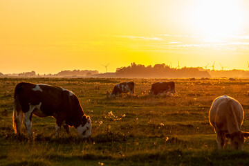 Kühe und eine Kuhherde im Sonnenuntergang mit einem leichtem Nebel am Horizont