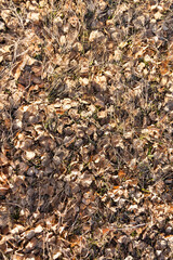 Fallen leaves on ground covered in frost rime background