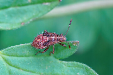 Closeup on a nymph of a scentless plant bug species, Rhopalus subrufus in the garden