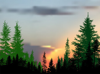 high fir and pine forest at bright orange sunset