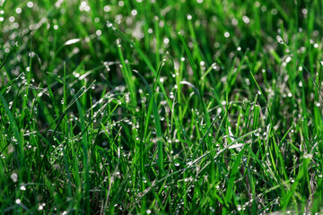 Green grass with dew drops illuminated by morning sunlight. Close-up Background for design.