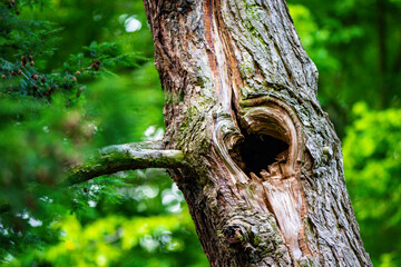 Höhle im Baum