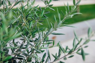 Small shoots of an olive tree. New green branches. Thin long leaves.