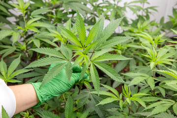 Marijuana, cannabis, plants growing in a controlled enviroment.