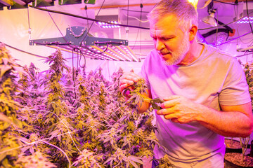 Obraz na płótnie Canvas A man inspecting and pruning a marijuana, cannabis, plant bud that is growing in a controlled enviroment with artificial LED red-blue grow lights.