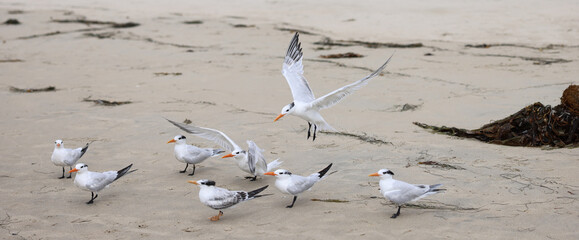 Flock of Elegant tern congregating on the beach 