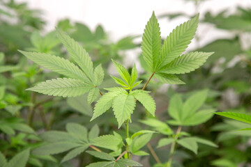 Fototapeta na wymiar Marijuana, cannabis, plants growing in a controlled enviroment.
