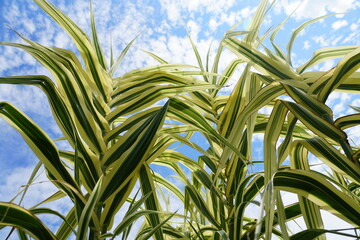 Green and white color of variegated sugar cane plant