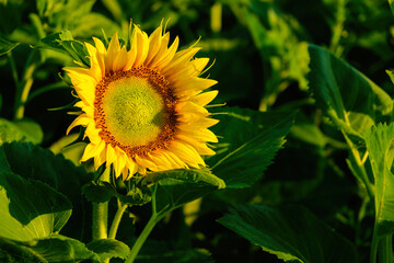 The sunflower in the last rays. Close up.