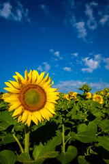 The green yellow sunflower stands on a rural field against a blue sky with clouds. Vertical format. Close-up.
