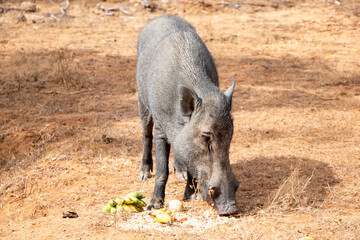 wild Pig At Sithulpauwa Sri Lanka