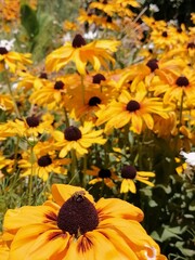 Sun flower at Alhambra's Garden