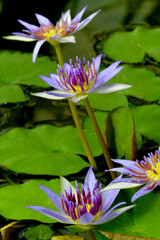 Blue lotus (blue Egyptian lotus or also blue water lily or blue Egyptian water lily), a water lily...