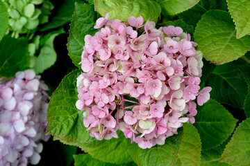 Close-up photo of hydrangea. Blooming summer flower.