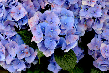 Close-up photo of hydrangea. Blooming summer flower.