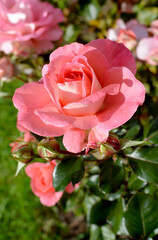 Pink rose flower close-up photo with blurred dark green background. Stock photo of gentle blooming plant.