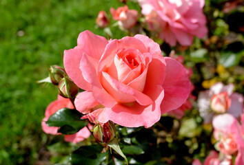 Pink rose flower close-up photo with blurred dark green background. Stock photo of gentle blooming plant.