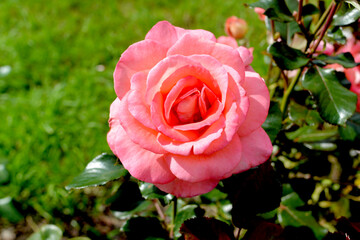 Pink rose flower close-up photo with blurred dark green background. Stock photo of gentle blooming plant.