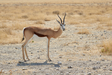 Male Springbok antelope at Etosha National park, Namibia (Antidorcas marsupialis)