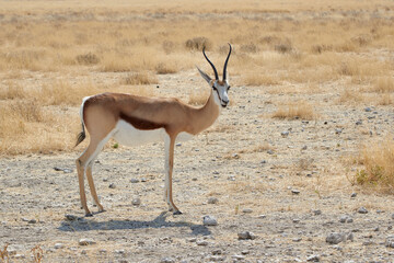 Naklejka premium Male Springbok antelope at Etosha National park, Namibia (Antidorcas marsupialis)