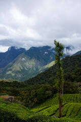 Cloud kissed mountains nestled among tea plantations at top station area of Munnar