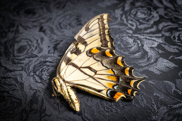 Dead tiger butterfly on black textile background - Powered by Adobe