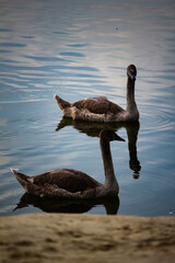 Beautiful swan swims in the lake, birds in captivity 