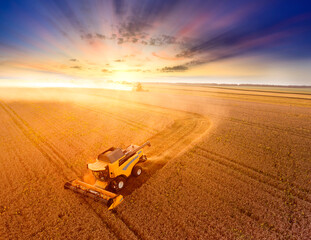 The combine harvests wheat at sunset. Drone view.