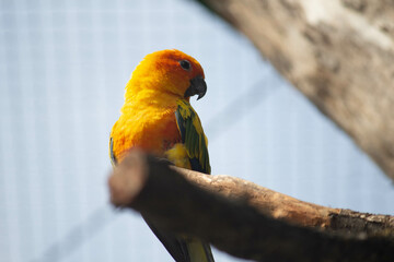 various exotic parrots, birds in the zoo 