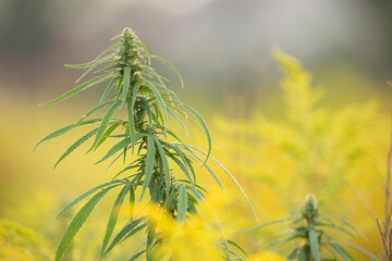 Medical cannabis plant selective focus, close up.