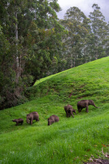 A heard of elephants gazing on the grasslands of munnar