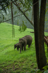 Elephant with her cub gazing on the grasslands of Munnar