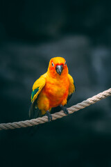 various exotic parrots, birds in the zoo 