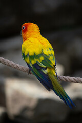 various exotic parrots, birds in the zoo 