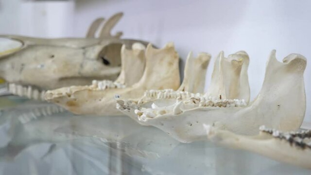Many ancient animal bones including jaws in the airy modern science center