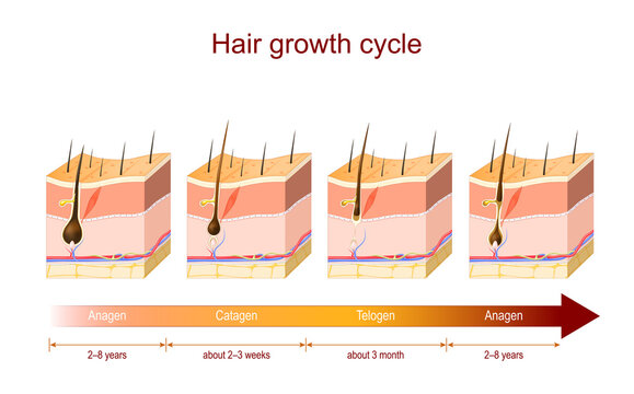 Hair Growth Cycle Images – Browse 661 Stock Photos, Vectors, and Video |  Adobe Stock