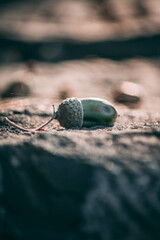 Close-up blue acorn lies on a stone 