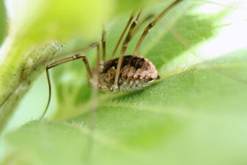 spider on leaf