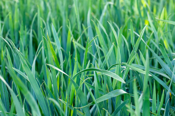 Green grass in the garden. Wonderful summer background.
