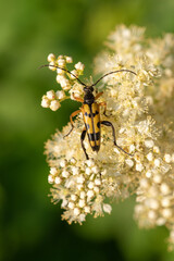 Macro shot of a spotted longhorn (rutpela maculata) beetle feeding on the pollen of meadowsweet...