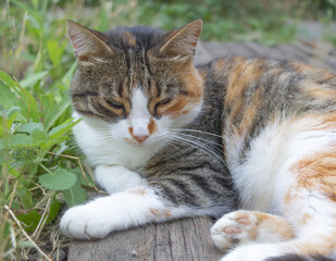 A beautiful cat with three colors relaxes outside in the summer time - Green background