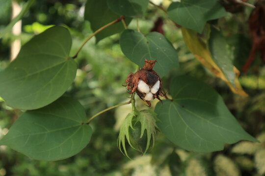 Close up of a dry seed capsule and a green seed capsule of a tree cotton plant