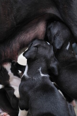 cachorros pitbull negros con blanco entretenidos alimentándose en grupo