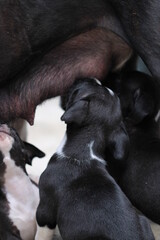 cachorros pitbull negros con blanco entretenidos alimentándose 