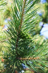 fir tree branch