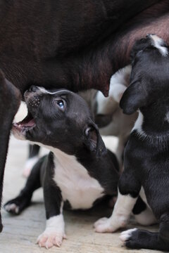 cachorros pitbull negros con blaco tratando de alimentarse de las mamas
