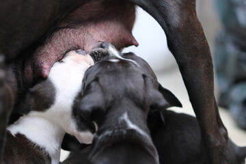 tres cachorros pitbull negros con blanco amamantandose de su madre