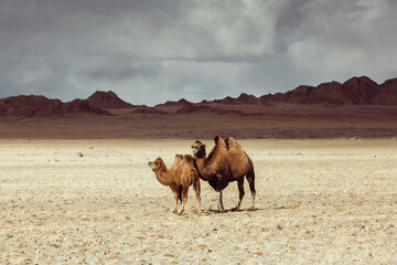 Two camels in the Mongolian steppe.