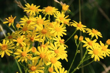 yellow flowers in the garden